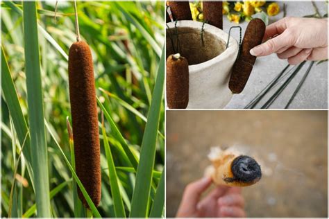 15 Reasons To Forage For Cattail All Year Round