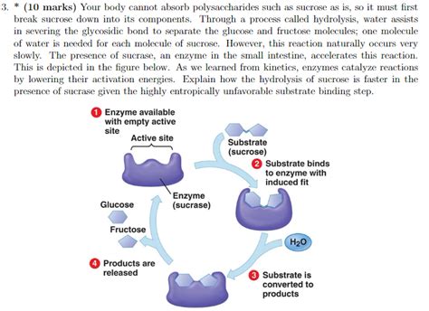 Solved Explain how the hydrolysis of sucrose is faster in | Chegg.com