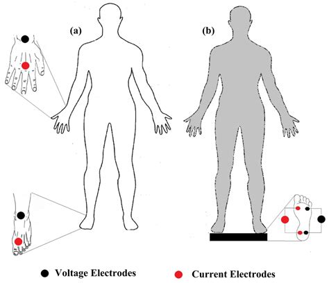 Sensors | Free Full-Text | The Theory and Fundamentals of Bioimpedance ...