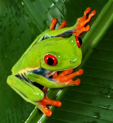 tropical rainforest | The Joy of Life | Red eyed tree frog, Green tree ...