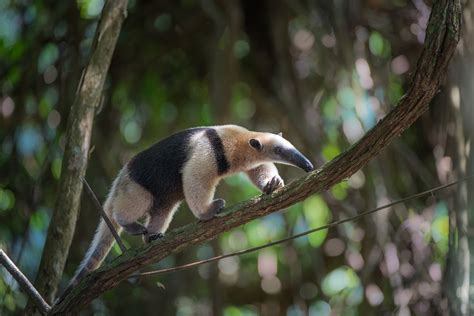 Northern Tamandua | Sean Crane Photography