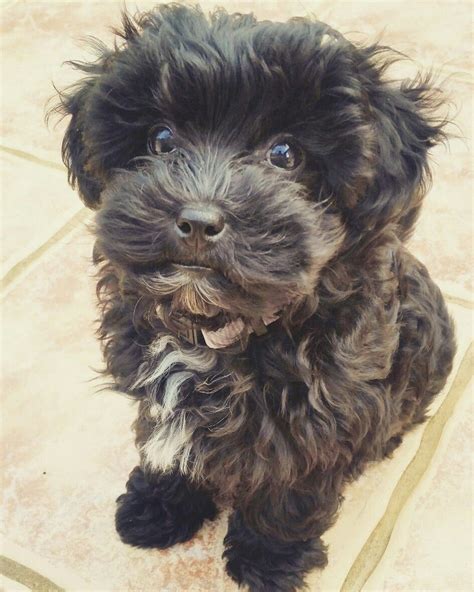 Black Maltipoo Yorkie Poo Puppies, Teddy Bear Puppies, Shih Poo ...