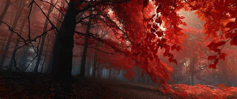 3440X1440 Fall Wallpapers - Top Free 3440X1440 Fall Backgrounds ...