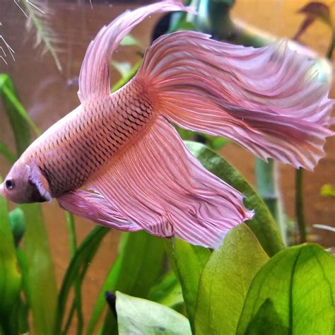 Knowing All Types Of Betta Fish - By Tail, Pattern And Color With Photo ...