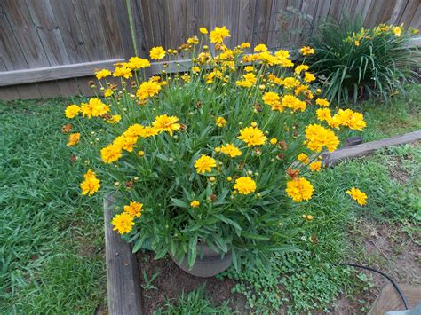 Yellow Wildflowers | Yellow wildflowers, Wild flowers, Plants