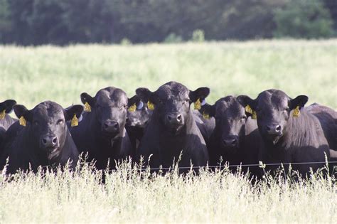 Home - Hopewell Farms Angus - Angus Cattle in Missouri