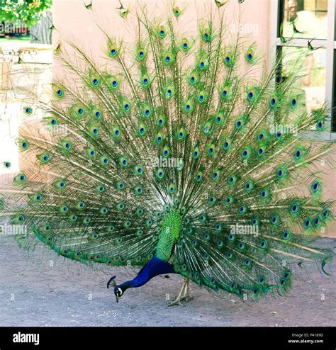 Zoo Peacock Stock Photo - Alamy