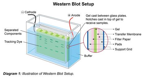 Western Blot Protocol | Leinco Technologies