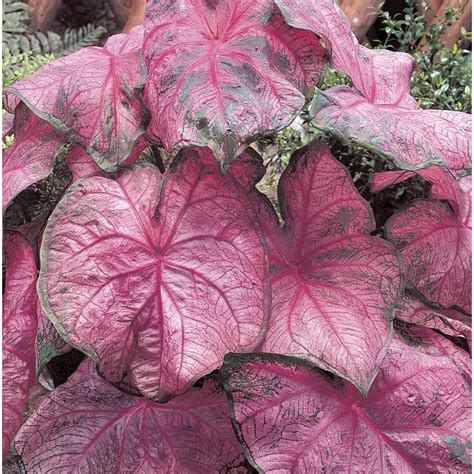 Garden State Bulb 8-Pack Caladium Pink Passion Bulbs (L15252) at Lowes.com