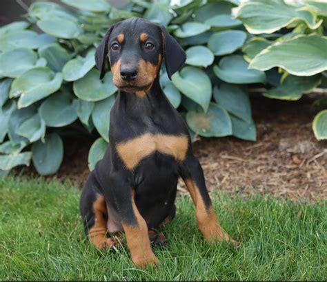 Doberman Pinscher Puppies for Sale | Buckeye Puppies