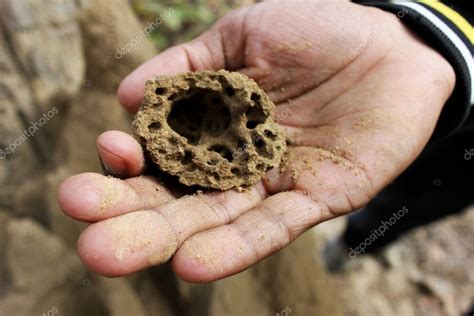 Inside of Anthill — Stock Photo © Yelena011 #10224759