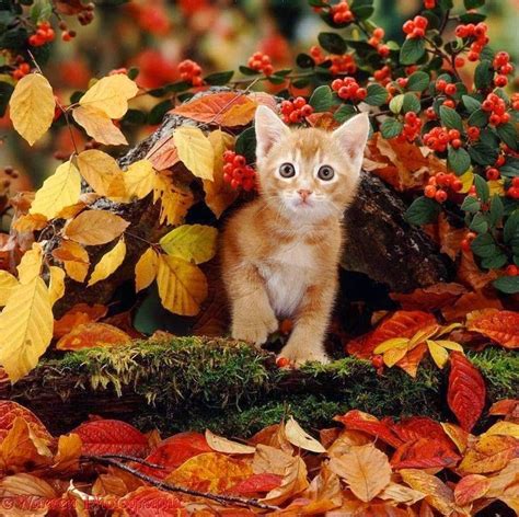 Choco Toujours: Autumn, leaves, cats - 3