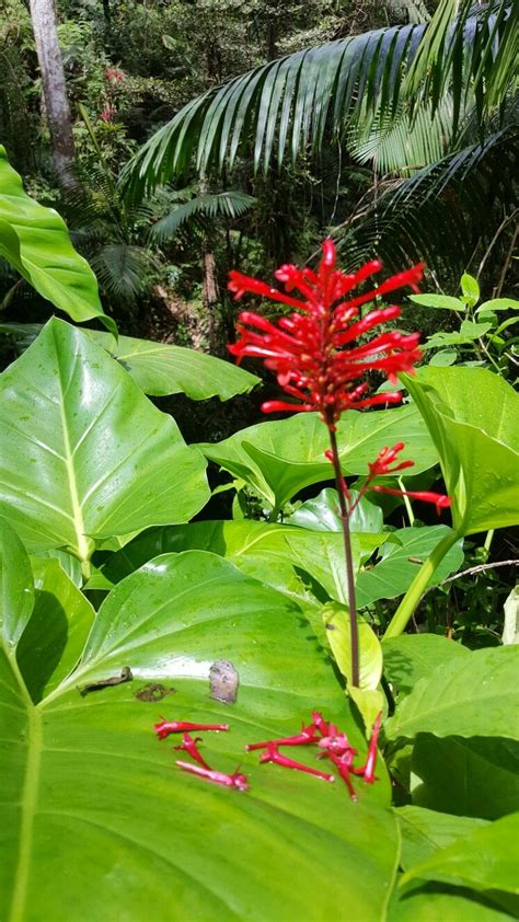 Puerto Rico #flowers #nature #rainforest | Plant leaves, Plants, Puerto ...