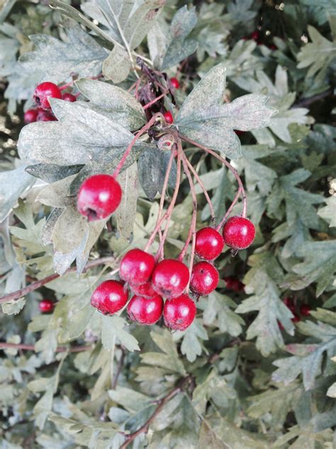 True red berries England | Red berries, Summer garden, True red