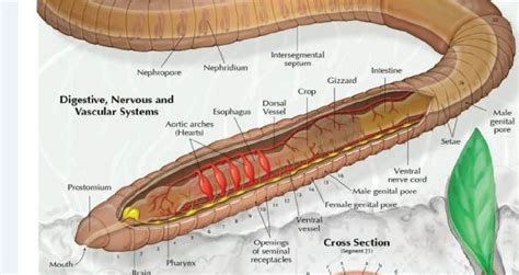 Labeled Diagram Of An Earthworm - Earthworm (Common) - The portion of ...