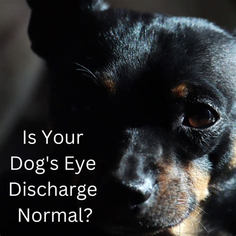 What Color Should My Dog's Eye Discharge (Boogers) Be? - Proven Pets