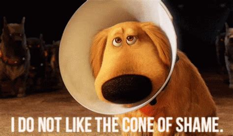 Cone Of Shame Up GIF - Cone Of Shame Up Dog - Descobreix i comparteix GIF