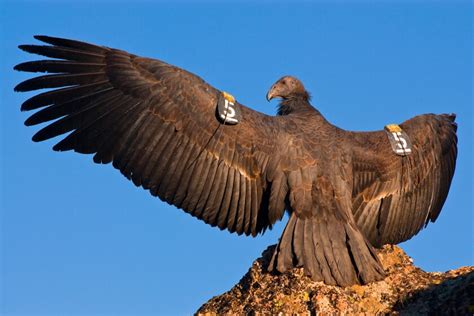 California condors are the biggest birds around, and they're back - Los ...