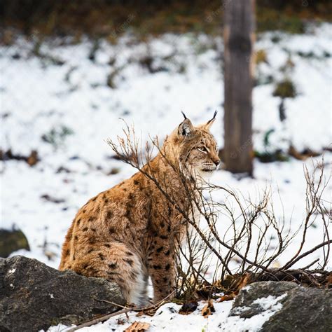 Premium Photo | Lynx on the snow