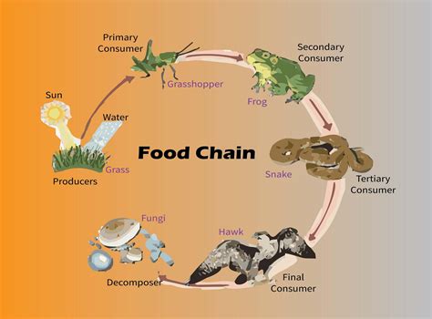 Simple Grassland Food Chain