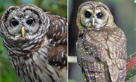 Spotted owls vs. barred owls: Clark ethicist helps guide debate on ...