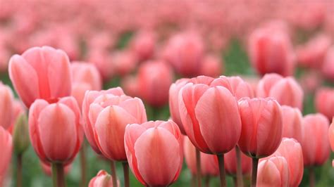 Pink Tulips Wallpaper - WallpaperSafari