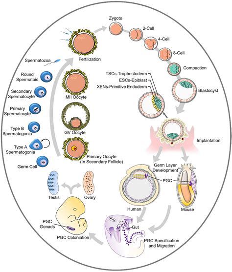 Human Stem Cell