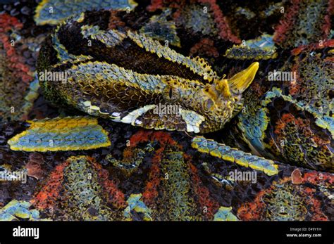 Rhinoceros viper / Bitis nasicornis Stock Photo, Royalty Free Image ...