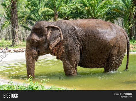 Asian Elephant Natural Image & Photo (Free Trial) | Bigstock