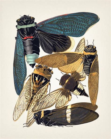 Insects No. 01 1926 Insectes IN-41 Fine Art Print of a Vintage Natural ...