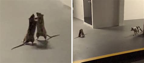 Woman Captures Hilarious Video Of A Cat Watching Two Rats Fight | Bored ...