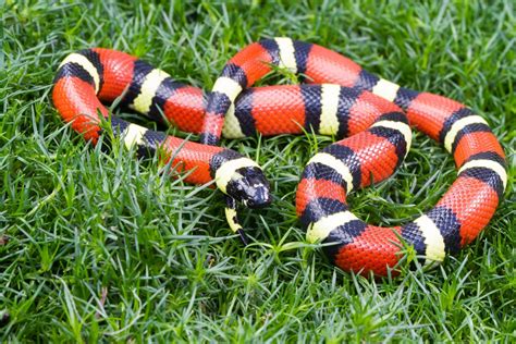 Kingsnake/Milk Snake Care Information – Arbor View Animal Hospital