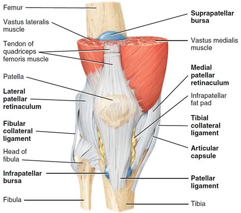 Anatomia De La Rodilla - SEONegativo.com