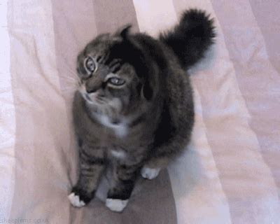 Cat Shake GIF by sheepfilms - Find & Share on GIPHY