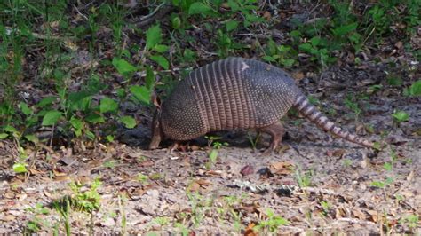 Armadillo - Big Thicket National Preserve (U.S. National Park Service)