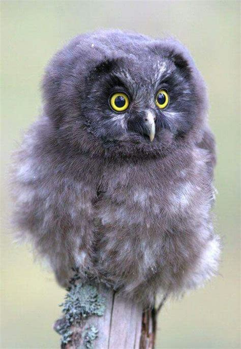 So fluffy | Owl, Pet birds, Baby owls