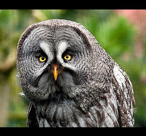 The Eyes have it | Great Grey Owl photographed at Chester Zo… | Steve ...