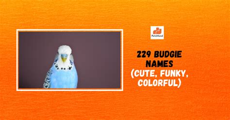 Budgie Names (229 Male, Female, Color-based, Cute Names) - Petsmond