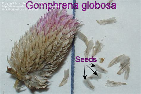 Propagation: saving gomphrena seed, 1 by critterologist