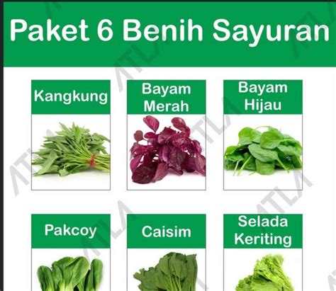 Jual Paket Benih 6 Jenis Sayur Hidroponik Hemat Biji Daun Bibit Sayuran ...