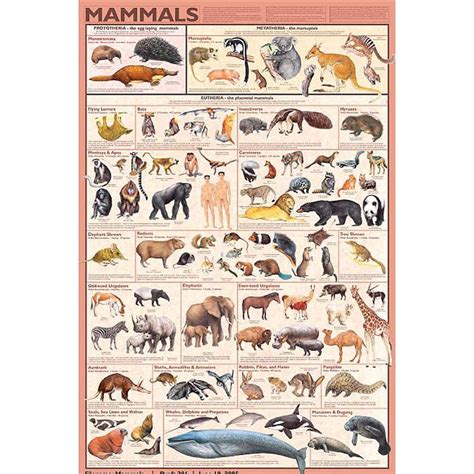 Mammals Poster | Carolina.com