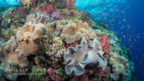 Beautiful pristine tropical coral reef in Fiji, Dendronephthya photo ...