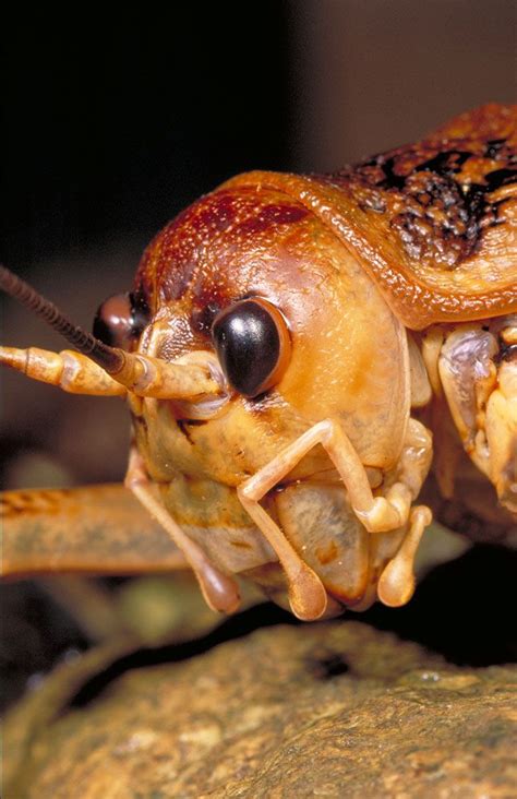 Cook Strait giant weta head shot | Healthy environment, Weird world ...