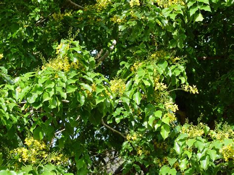 National Tropical Botanical Garden | Pterocarpus indicus - Plant Detail ...