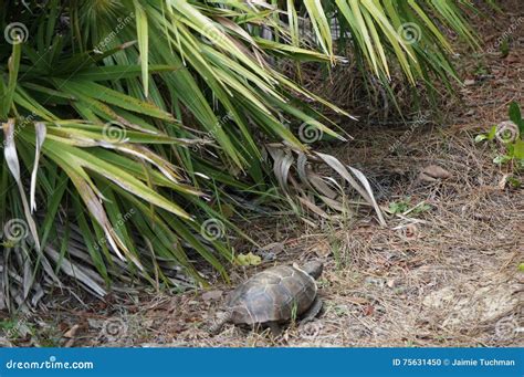 Gopher turtle in habitat stock photo. Image of sand, southeast - 75631450