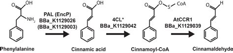 Team:British Columbia/Project/Cinnamaldehyde - 2013.igem.org