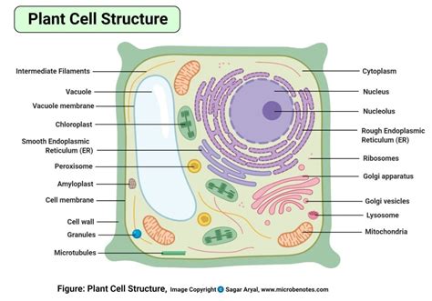 Parts Of Plant And Animal Cell Their Functions Pdf | Reviewmotors.co