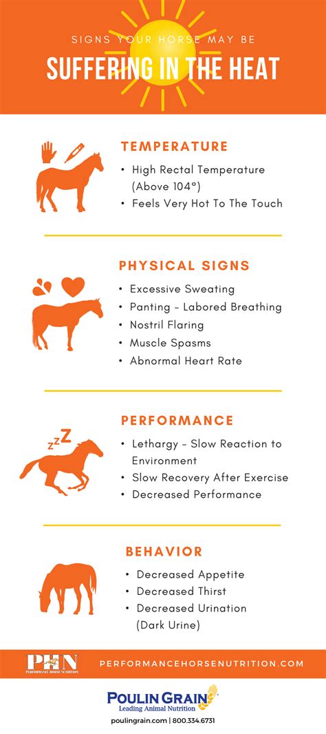 Understanding Horse Heat Cycles: Frequency & Signs | Horse Care Advisor