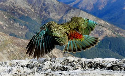 The Kea New Zealand. | The kea is the only alpine parrot on … | Flickr