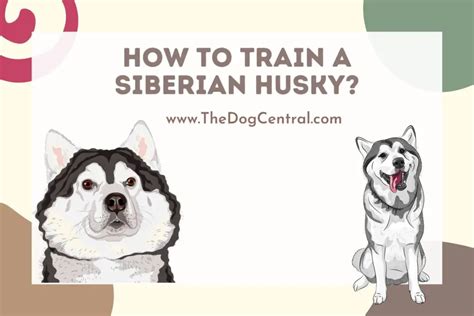 How to Train a Siberian Husky? | The Dog Central